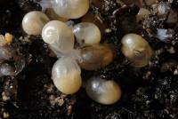 Escargot de Bourgogne - Jeunes escargots juste après l'éclosion